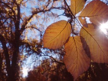 Discover Calaveras: Unique Fall Events