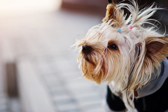 Yorkie Dog Subject of NYPD Lawsuit Alleging Civil Rights Violations